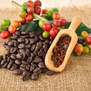10 Arabian Coffee Seeds, NON-GMO