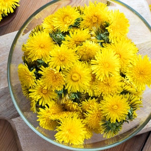 100 TRUE DANDELION SEEDS, True Wild, herb / flower Seeds, Non-Gmo