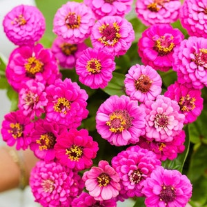 50+ Lilliput Purple Zinnia Seeds, Heirloom Flower Seeds, Non-GMO