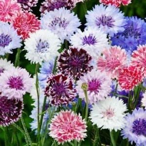 May include: A bouquet of colorful cornflowers in shades of blue, pink, white, and purple. The flowers have a delicate, ruffled appearance and are arranged in a natural, informal style.