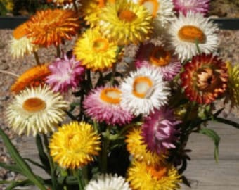 100+ Tall Strawflower Seeds, Paper Daisy, Non-GMO