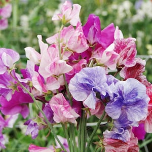 15+ Streamer Mix Sweet Pea Flower Seeds Mix, Non-GMO