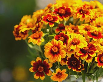 50+ Persian Carpet Zinnia Mix Seeds, Heirloom Flower Seeds, Non-GMO