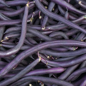 May include: A close-up shot of a pile of fresh, vibrant purple string beans. The beans are long, slender, and have a smooth texture. The image is well-lit, showcasing the natural color and shape of the beans.