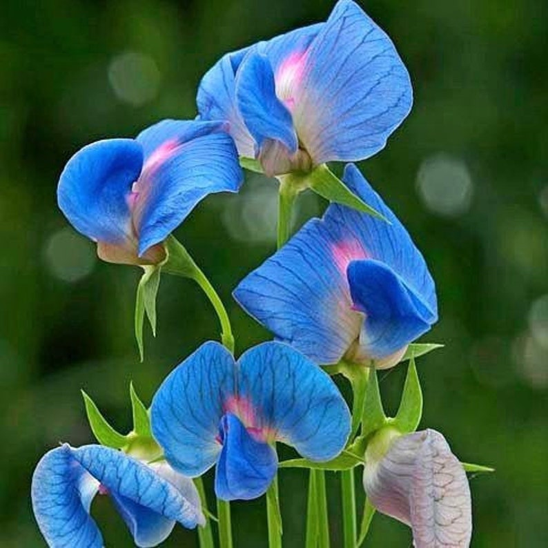 Op de afbeelding: Een boeket blauwe en roze zoete erwtenbloemen met delicate bloemblaadjes. De bloemen zijn in een tros gerangschikt, met de stelen die omhoog reiken.