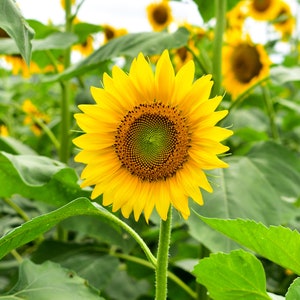 20+ Mammoth Sunflower Seeds, Sunflower Seeds, Flower Seeds, Non-GMO, Heirloom