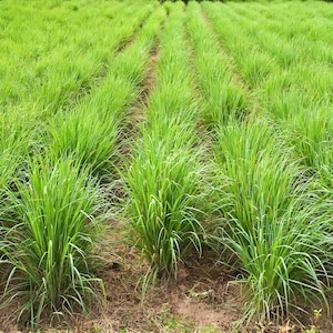 50+ Lemon Grass Seeds, Lemon Grass Cymbopogon Flexuosus Seeds