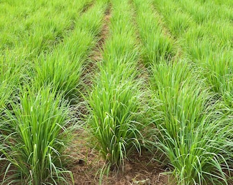 50+ Lemon Grass Seeds, Lemon Grass Cymbopogon Flexuosus Seeds