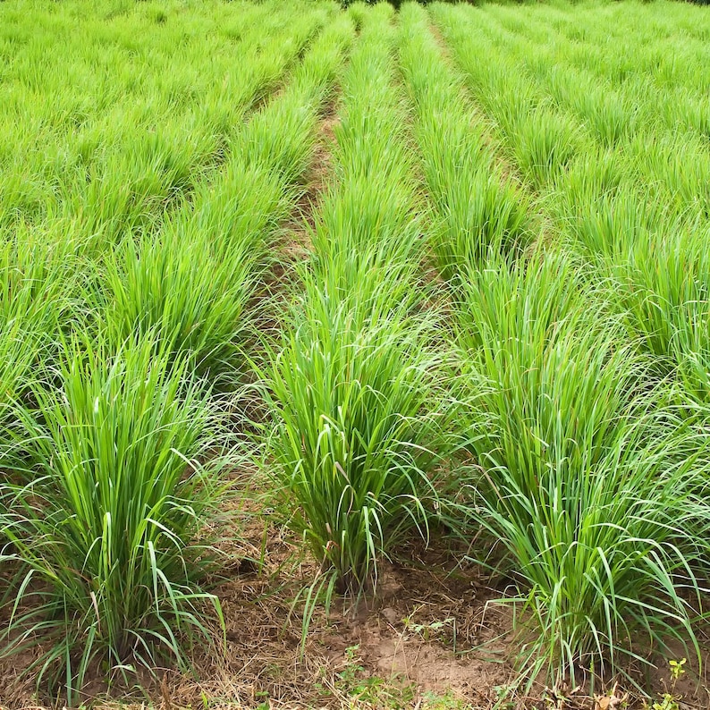 50+ Lemon Grass Seeds, Lemon Grass Cymbopogon Flexuosus Seeds afbeelding 1