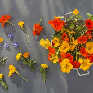 25+ Dwarf Jewel Mix Nasturtium Flower Seeds, Non-GMO