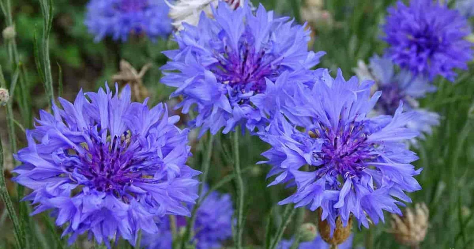 100 Tall Blue Cornflower / Bachelor Button Seeds Flower Etsy