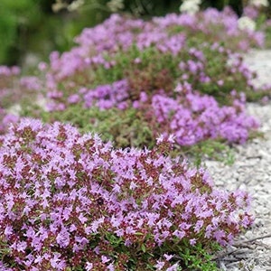 500+ Dwarf Creeping Thyme Ground Cover Herb Seeds Thymus Serpyllum