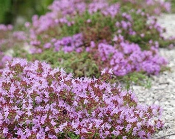 500+ Dwarf Creeping Thyme Ground Cover Herb Seeds Thymus Serpyllum