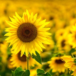 25+ Lemon Queen Sunflower Seeds, Sunflower Seeds, Non-GMO