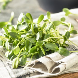 Sunflower Microgreen Seeds, 6 - 10 Times More Nutrious Than Vegetables, Organic Microgreen Seeds, Microgreen Sunflower Seeds, NON-GMO