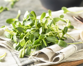 Sunflower Microgreen Seeds, 6 - 10 Times More Nutrious Than Vegetables, Organic Microgreen Seeds, Microgreen Sunflower Seeds, NON-GMO