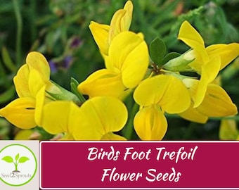 100+ Birds Foot Trefoil Lotus Corniculatus Flower Seeds, Non-GMO