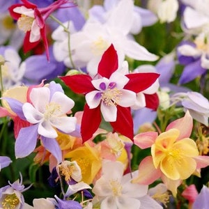 100+ Mckana Giant Columbine Mix Flower Seeds, Non-GMO
