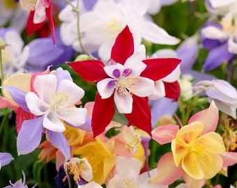100+ Mckana Giant Columbine Mix Flower Seeds, Non-GMO