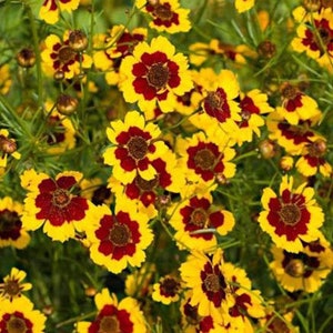 300+ Plains Coreopsis Wild Flower Seeds, Non-GMO