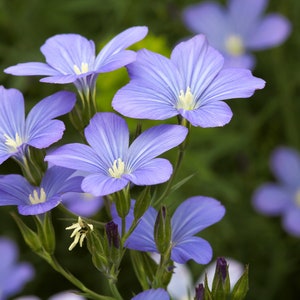 50+ Blue Flax Linum Seeds, Flower Seeds, Non-GMO, Linum perenne var. lewisii