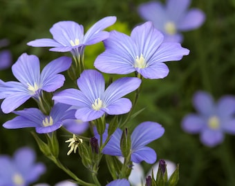 50+ Blue Flax Linum Seeds, Flower Seeds, Non-GMO, Linum perenne var. lewisii