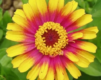 50+ Sombrero Zinnia Seeds, Heirloom Flower Seeds, Non-GMO