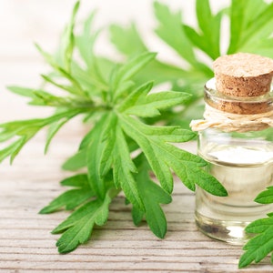 100+ Mugwort Herb Seeds, Artemisia Vulgaris seeds, medicinal herb, Non-GMO