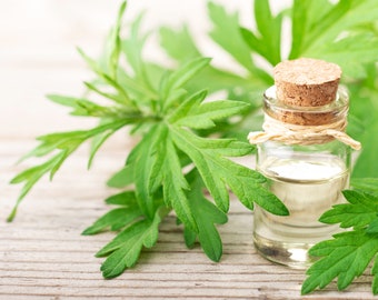 100+ Mugwort Herb Seeds, Artemisia Vulgaris seeds, medicinal herb, Non-GMO