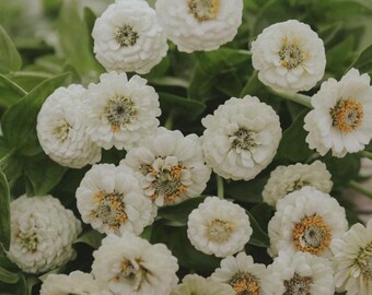 50+ Lilliput White Zinnia Seeds, Heirloom Flower Seeds, Non-GMO