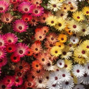 250+ Ice Plant Flower Seeds, Dorotheanthus Bellidiformis , Non-GMO