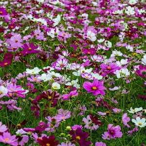 150+ Cosmos Sensation Mixture Seeds, Flower Seeds, Non GMO