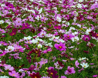 150+ Cosmos Sensation Mixture Seeds, Flower Seeds, Non GMO