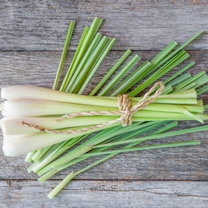 50+ Lemon Grass Seeds, Lemon Grass Cymbopogon Flexuosus Seeds