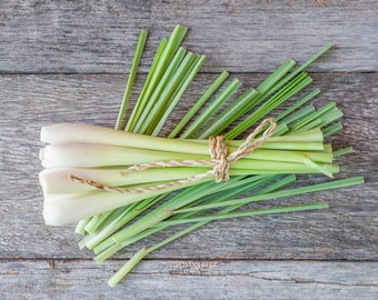 50+ Lemon Grass Seeds, Lemon Grass Cymbopogon Flexuosus Seeds