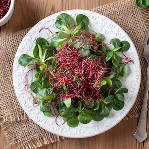 Beet Microgreen Seeds, Detroit Dark Red,  6 - 10 Times More Nutrious Than Vegetables, Organic Beet Microgreen Seeds, Non-Gmo, Hydroponic