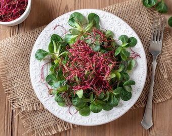 May include: A white plate with a green salad topped with thin, red beet sprouts. The plate is on a brown burlap surface.