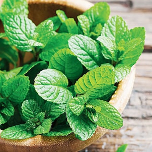 50+ Peppermint Seeds, Herb Seeds, Heirloom, Non-GMO