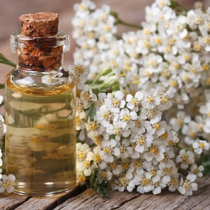 1000+ White Yarrow Seeds, Achillea Seeds, Herb Seeds, Non-GMO