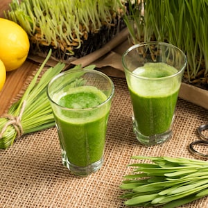 50+ Lemon Grass Seeds, Lemon Grass Cymbopogon Flexuosus Seeds