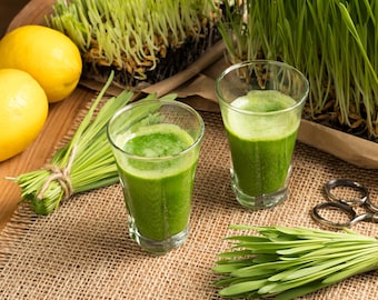 50+ Lemon Grass Seeds, Lemon Grass Cymbopogon Flexuosus Seeds
