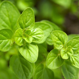 200+ Common Italian Oregano Seeds, Herb Seeds, Heirloom, Non-GMO