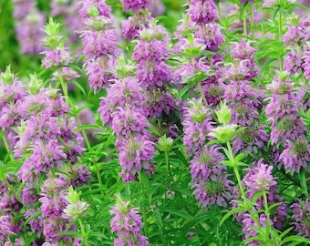 100+ Lemon Mint Seeds, Lemon Bergamot, Lemon Bee Balm, Herb Seeds, Non-GMO, Heirloom