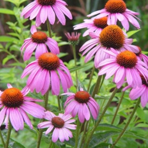 100+ Echinacea Purple Cone Flower Seeds, Non-GMO