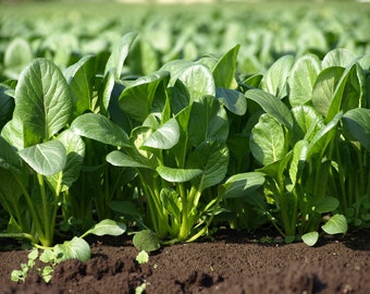 600+ Komatsuna Mustard Spinach Seeds, Vegetable Seeds, Non-GMO, Heirloom