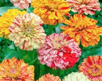 50+ Peppermint Stick Zinnia Mix Seeds, Heirloom Flower Seeds, Non-GMO