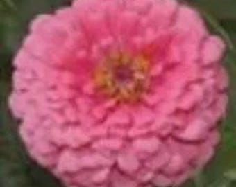 50+ Lilliput Rose Zinnia Seeds, Heirloom Flower Seeds, Non-GMO
