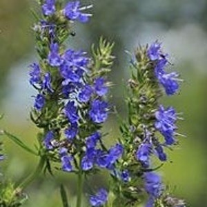 100+ Blue Hyssop Seeds, Herb Seeds, Non-GMO, Heirloom