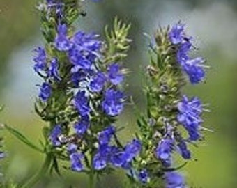 100+ Blue Hyssop Seeds, Herb Seeds, Non-GMO, Heirloom