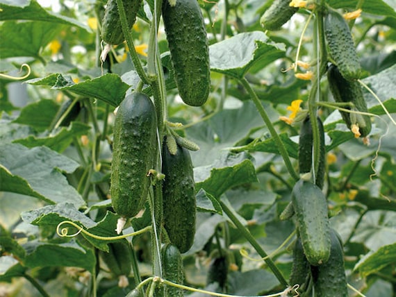 50+ Cucumber Boston Pickling Seeds, Cucumber Seeds, Heirloom, Non-gmo,  Vegetable Seeds - Etsy